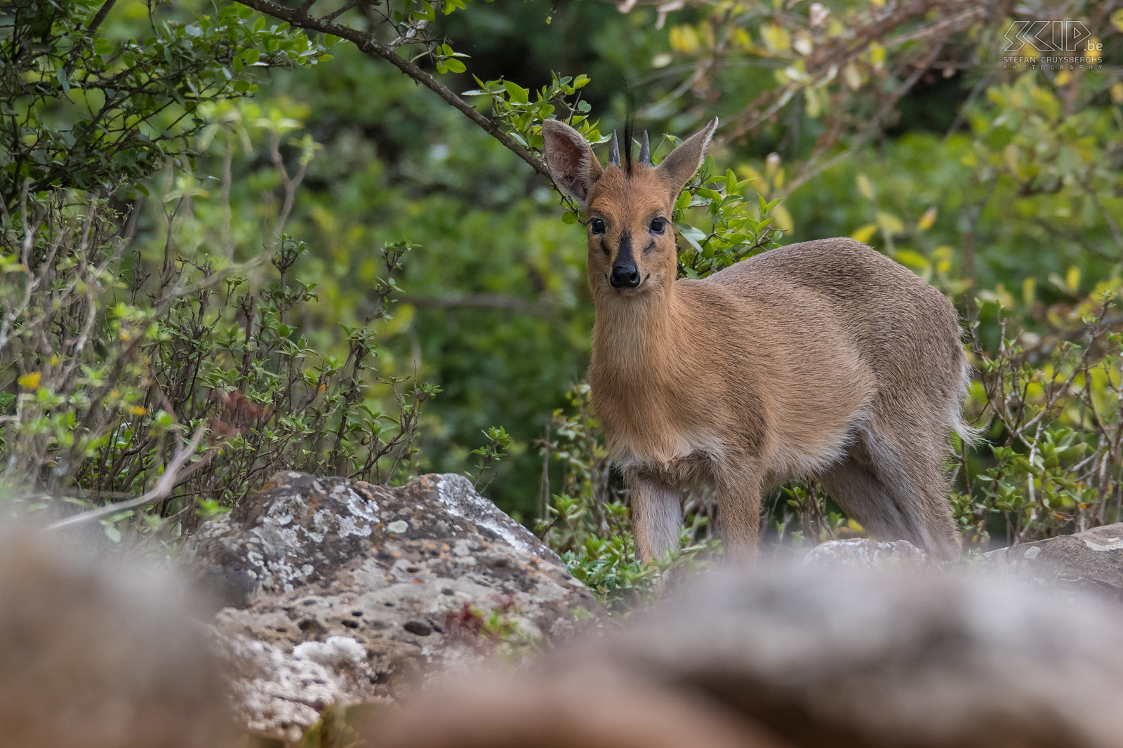 Debre Libanos - Klipspringer De klipspringer (Oreotragus oreotragus) is een kleine Afrikaanse antilope die enkel leeft in rotsachtige streken. Het zijn uitstekende klimmers en springers.  Stefan Cruysberghs